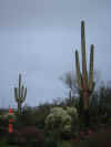 AZ_Cactus.JPG (622473 bytes)