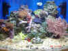 SaltWater_fishtank1.JPG (2427679 bytes)